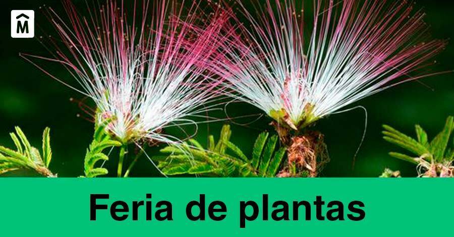 El sábado 18 de setiembre vuelve la feria de plantas en el jardín botánico