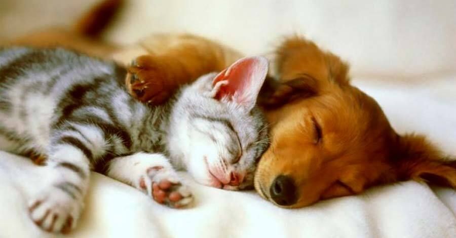 jornada de adopción de perros y gatos