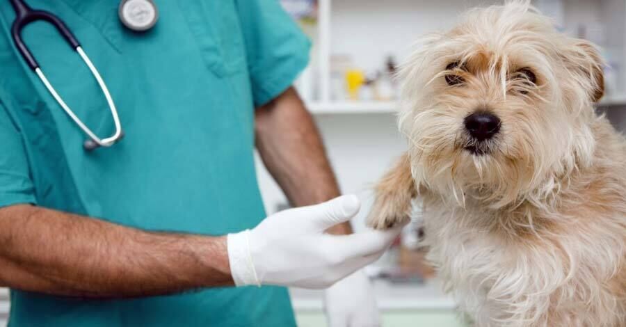 Colón Portal - Castraciones de perros gratuitas en el teatro de verano de colón 2022