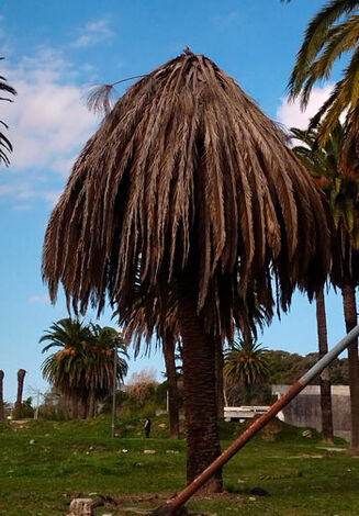 palmeras picudo rojo en colon 02