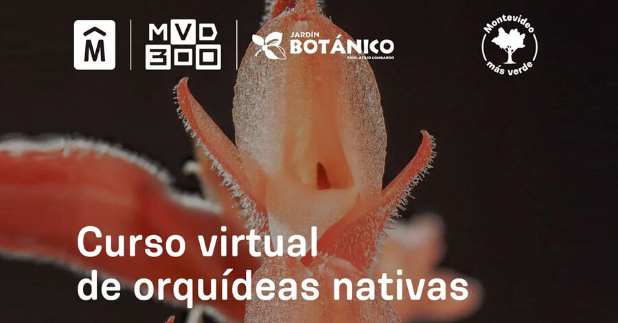 Curso virtual de Orquídeas nativas del Jardín Botánico de Montevideo