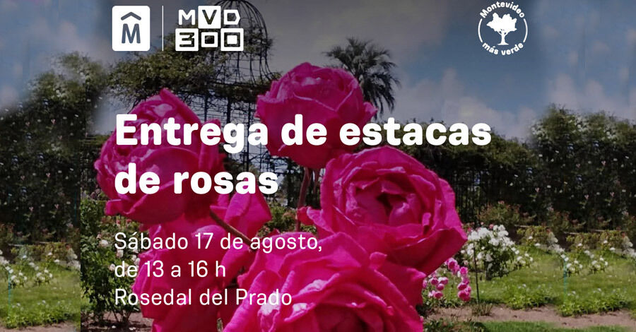 Entraga de estacas de rosas en el Rosedal del Prado