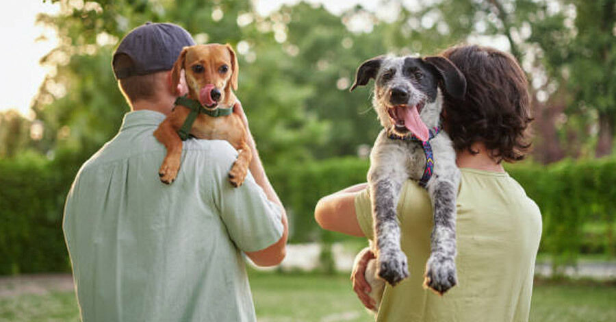 Jornada de adopción de perros y gatos