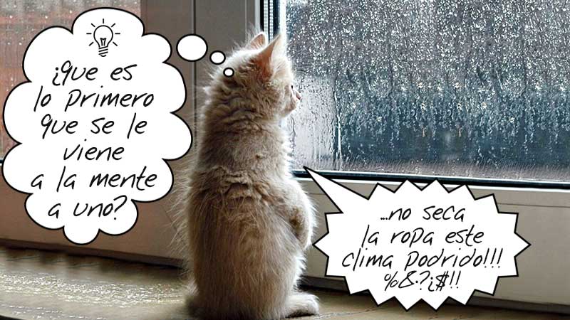 104 gato pensando en la ventana lluviosa