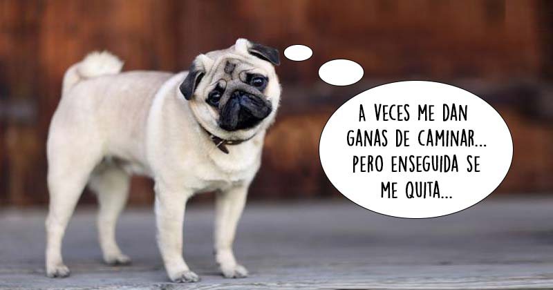 Humor de viernes Caminar deporte Fantástico