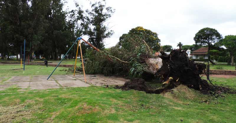 arbol caido en plaza