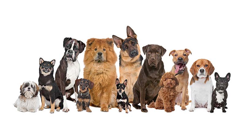 castraciones gratuitas