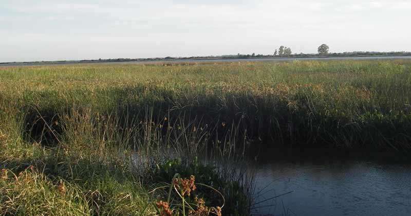 humedales de santa lucia