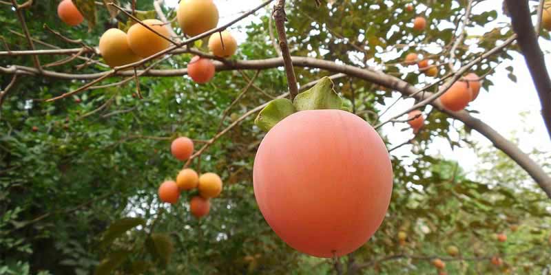 imagen de durazno colgado en arbol