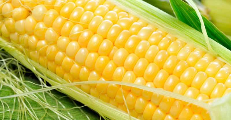 imagen de maiz