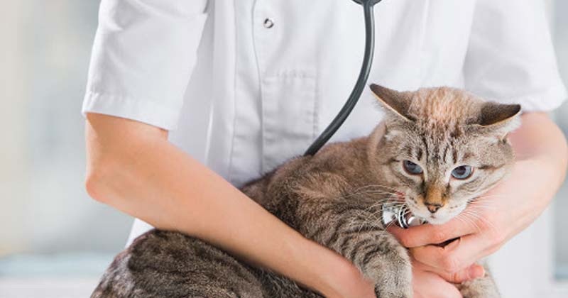 castraciones gratuitas de perros y gatos 2020