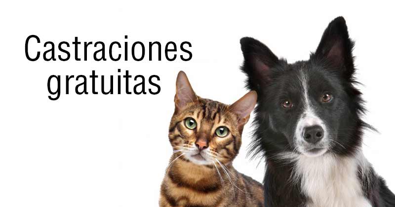 castraciones gratuitas noviembre 2020