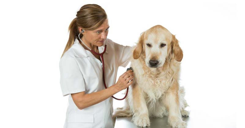 castraciones gratutas municipio g