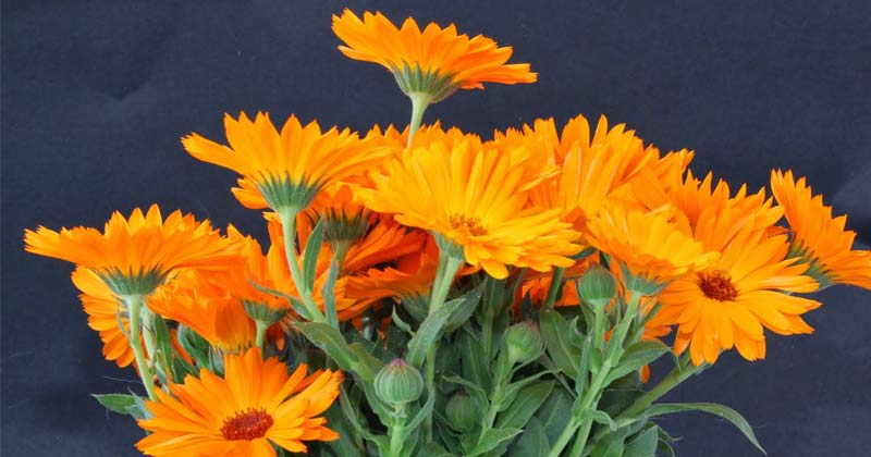 calendula