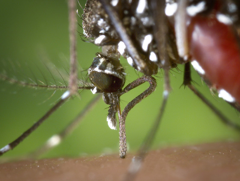aedes aegypti alimentandose