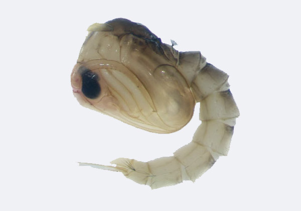  larvas del mosquito Aedes Aegypti