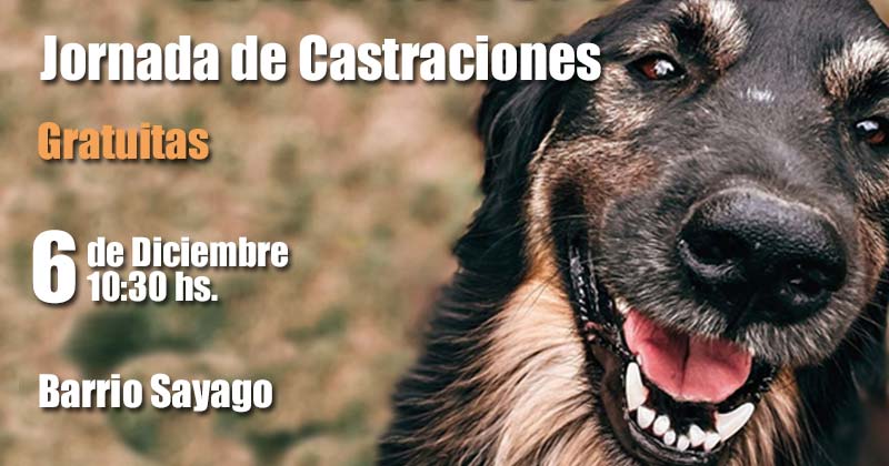 castraciones barrio sayago