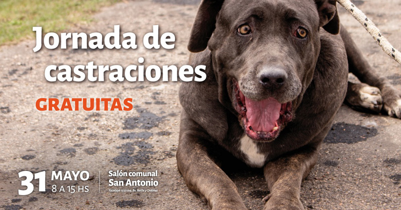 castraciones en el salon comunal san antonio