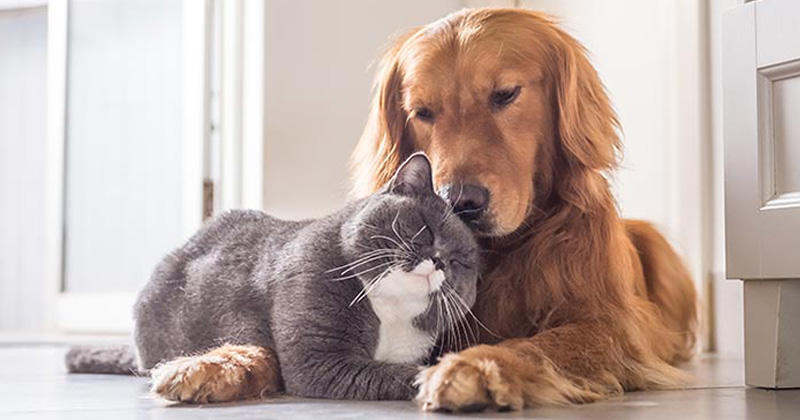 castraciones perro y gatos 2019