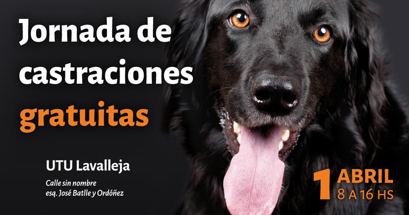 castraciones utu lavalleja