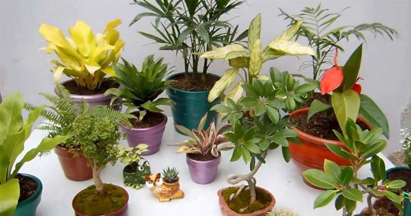 feria de plantas en el botanico