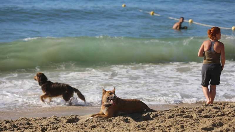 fiscalizacion de perros en la playa
