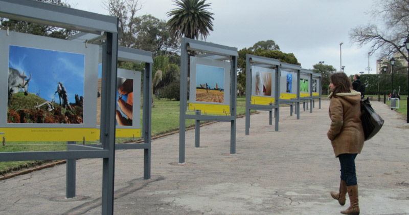 fotogalaria en el prado