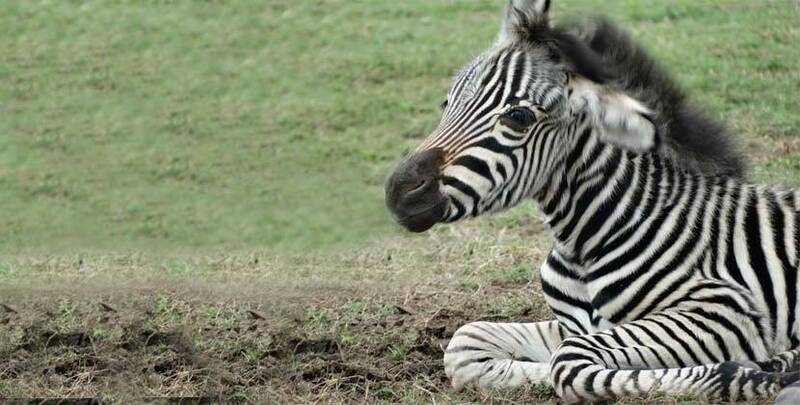 parque lecocq cierra