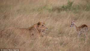 leona_protege_antilope2