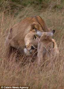 leona_protege_antilope6